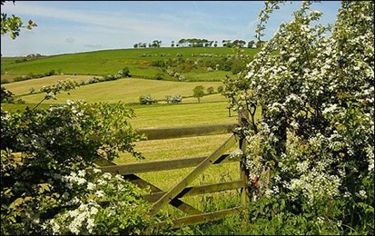 Hawthorns in bloom