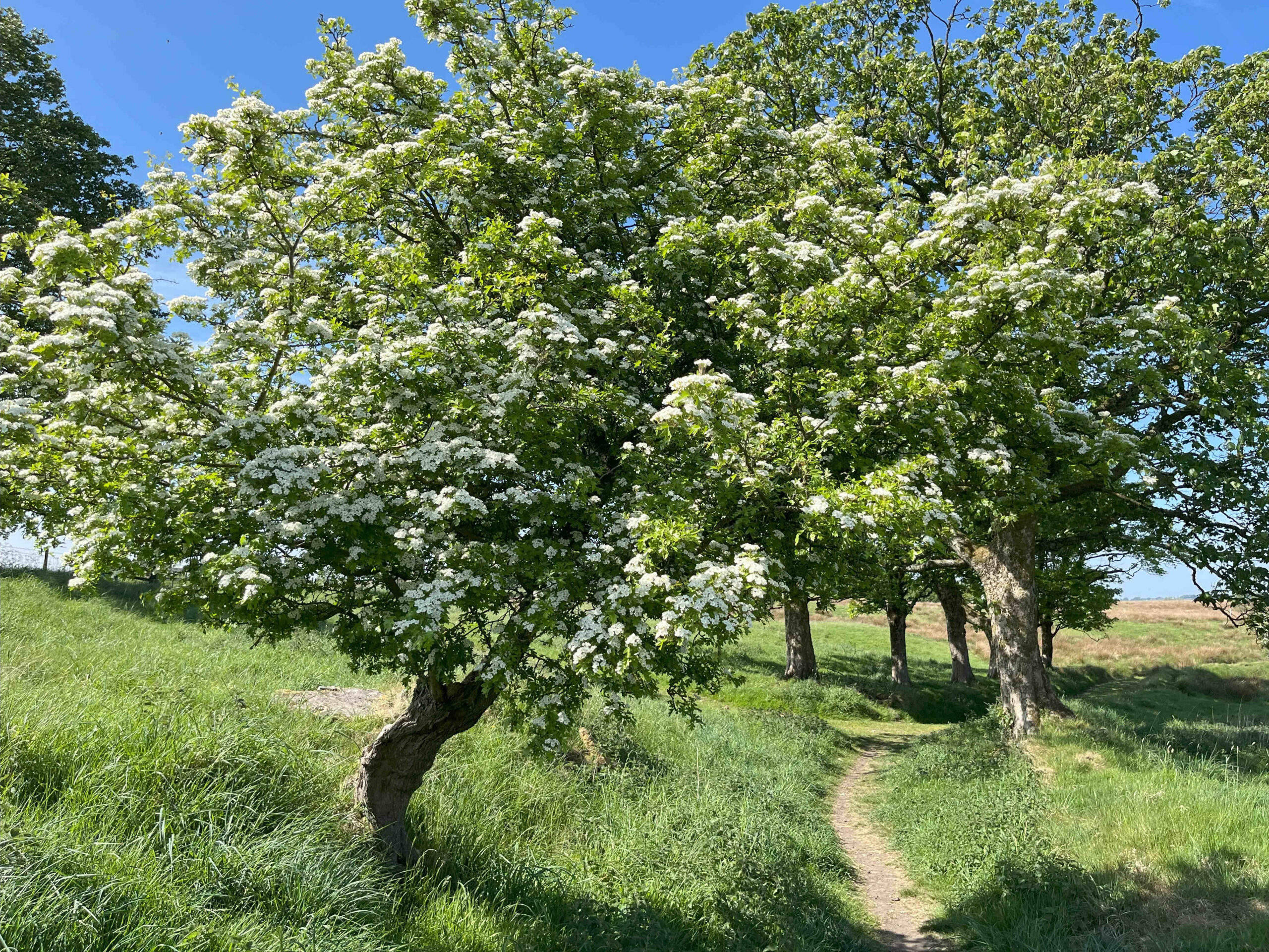 A walk over Dean Clough on a sunny day in May.